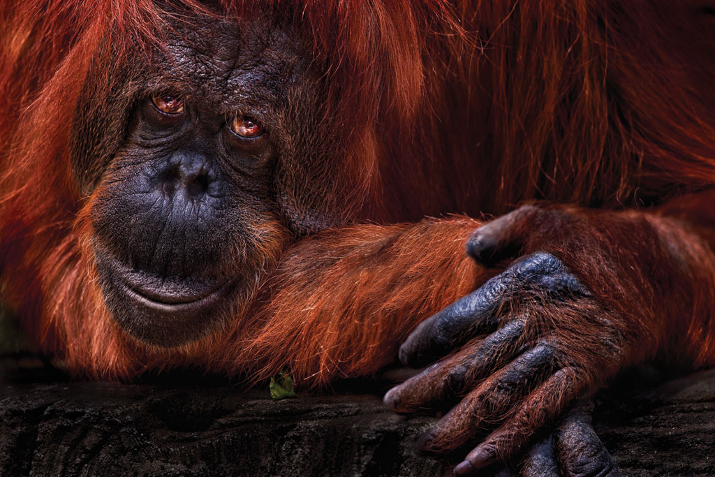 Species on the Brink