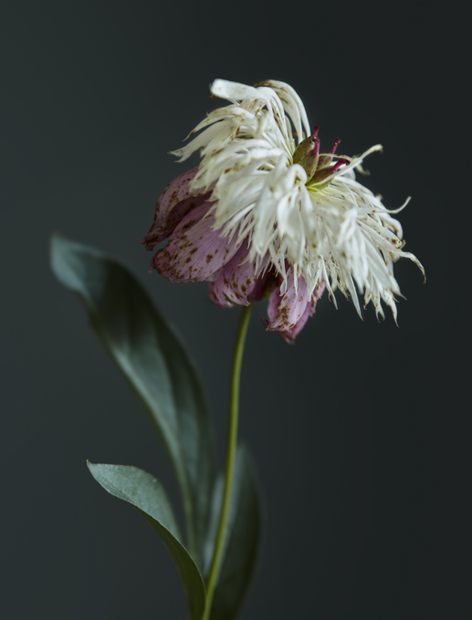Faded Peonie