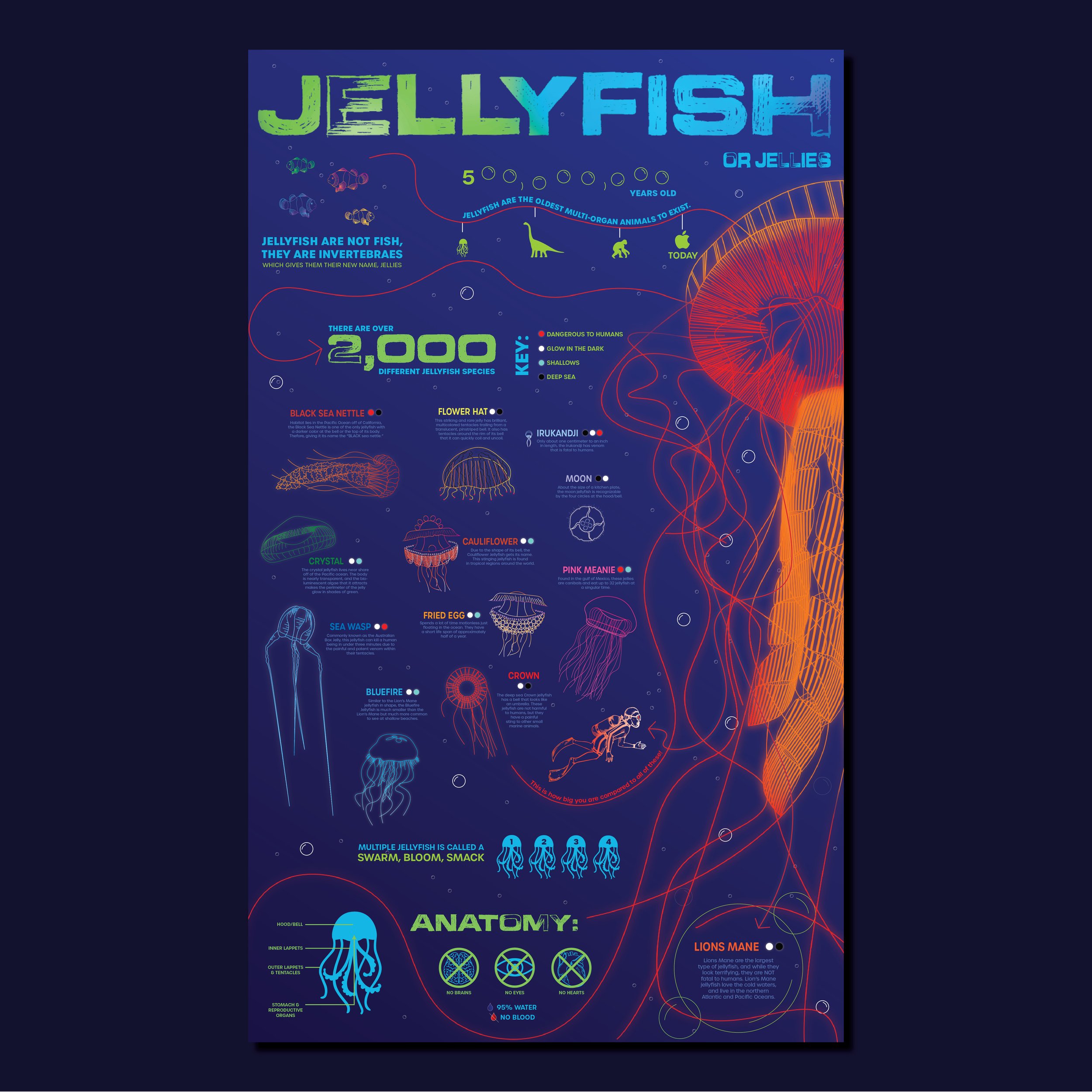 Jellyfish infographic